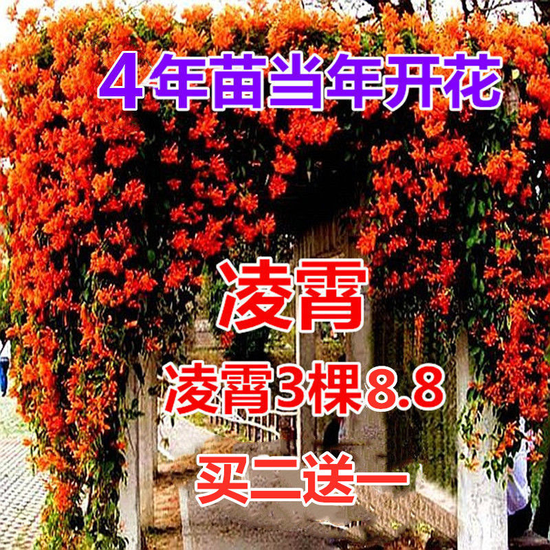 凌霄花苗大花爬墙爬藤植物中国美国凌霄树苗阳台庭院别墅四季栽种