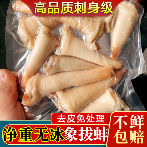 净重无冰去皮刺身级象拔蚌