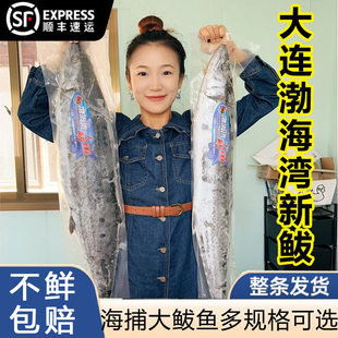 大连海捕冷冻大鲅鱼海鲜水产整条超大海鱼马鲛鱼燕鲅鱼馅生包邮