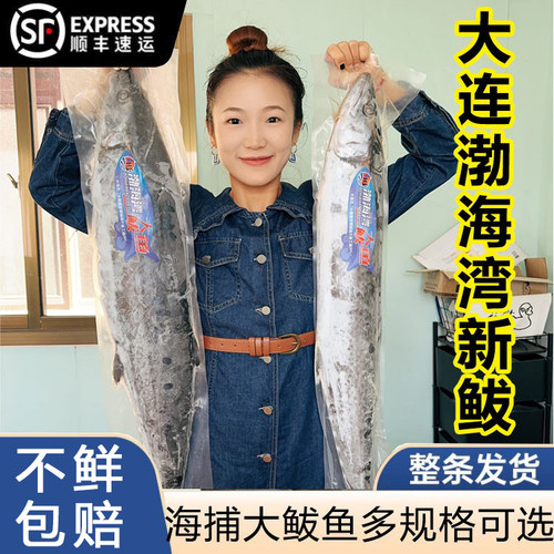 鲅鱼整条新鲜海捕顺丰包邮