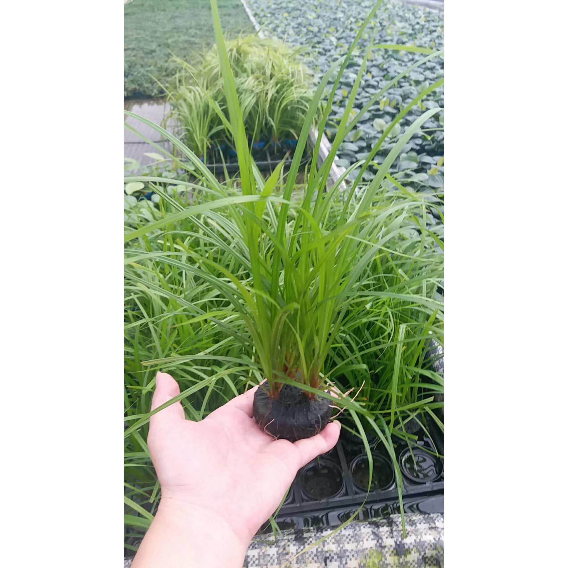 新品泰国水剑小坨草鱼草缸造景水草场直发懒人水培增氧阴性淡水草