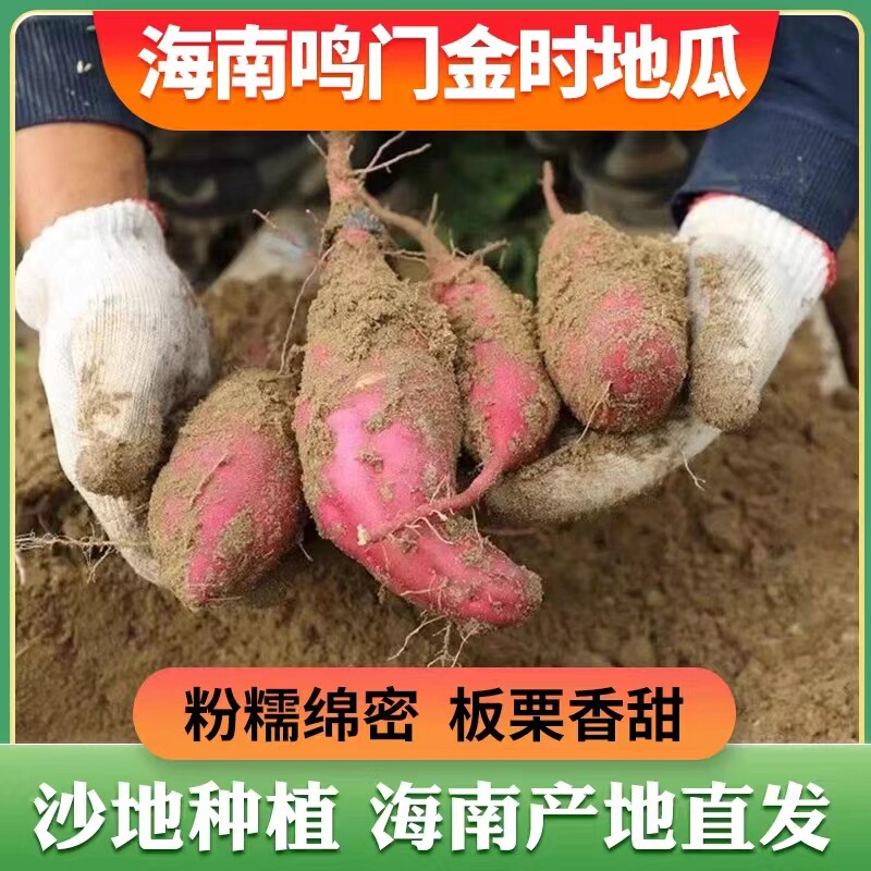 精品鸣门金时地瓜 海南澄迈桥头正宗现挖红薯番薯红苕新鲜果蔬