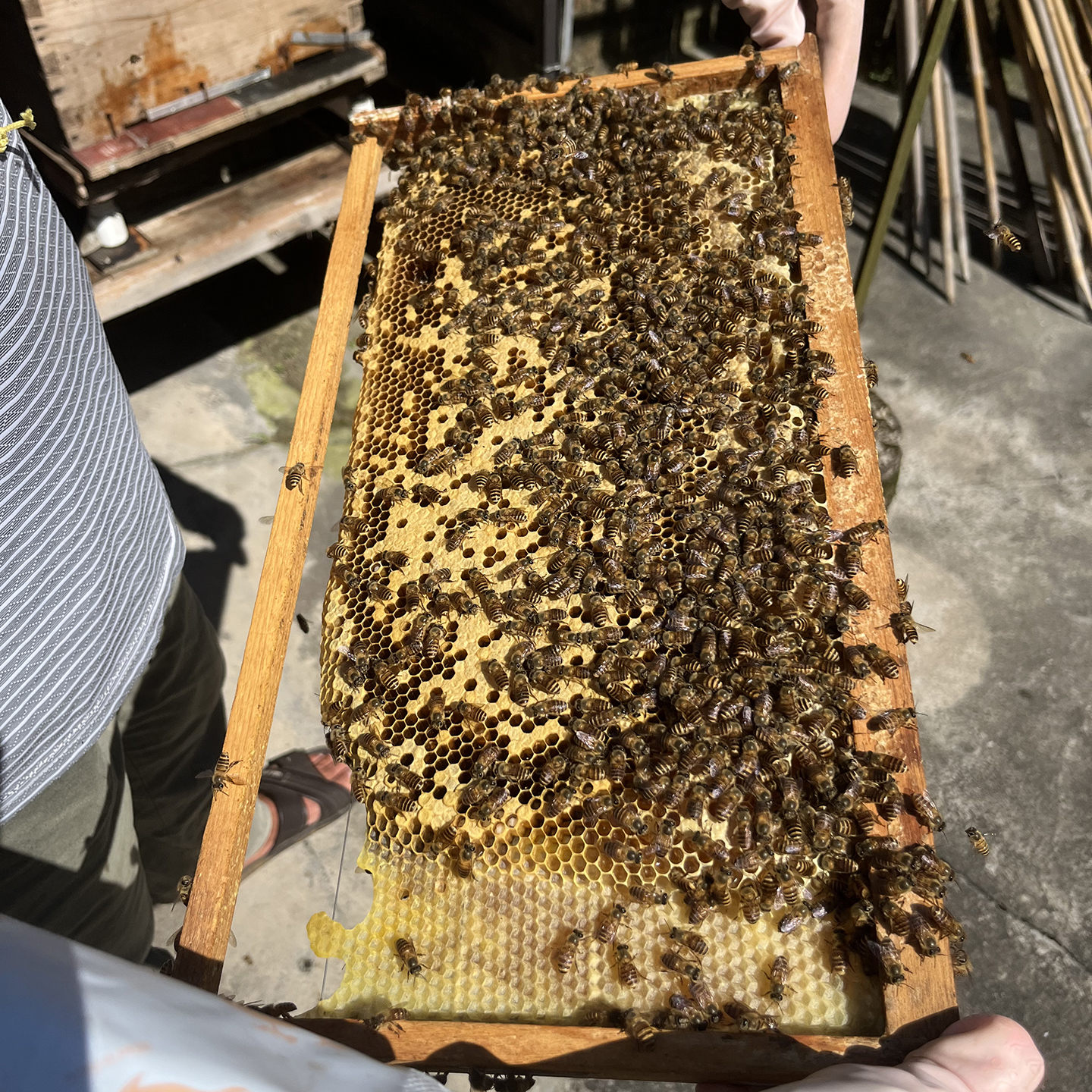 广西蜂蜜纯正土蜂蜜农家自产无添加百花结晶家养正宗峰蜜