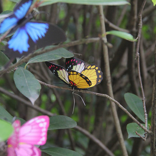 立体仿真蝴蝶4.5-12CM混色系单层翅膀铁丝捆绑式园艺防水装饰布置