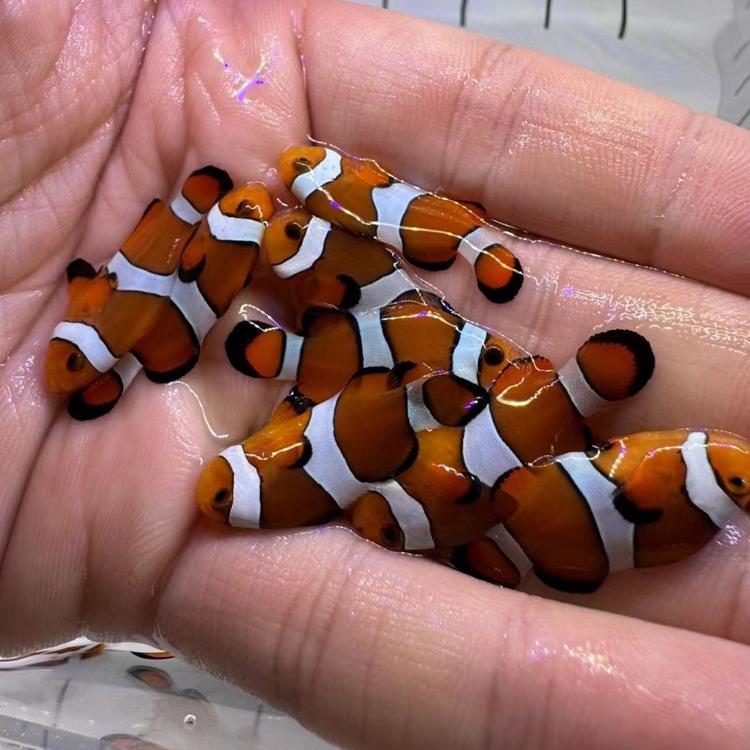 小丑鱼血印海水尼莫公子健康海缸毕加索生物小丑鱼熊猫人工奥黑