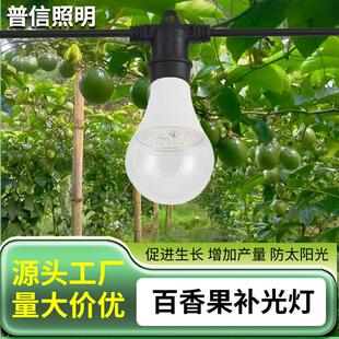 百香果补光灯全光谱仿太阳光促进花芽分化提前上市增量增产
