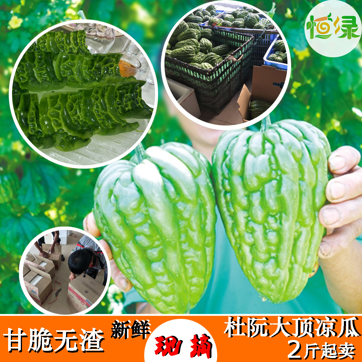 正宗杜阮凉瓜新鲜现摘甘脆大顶苦瓜广东特产特色应季蔬菜无渣1斤