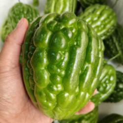 20斤杜阮凉瓜新鲜现摘圆形大顶苦瓜肉厚应季蔬菜广东特色食材粤菜