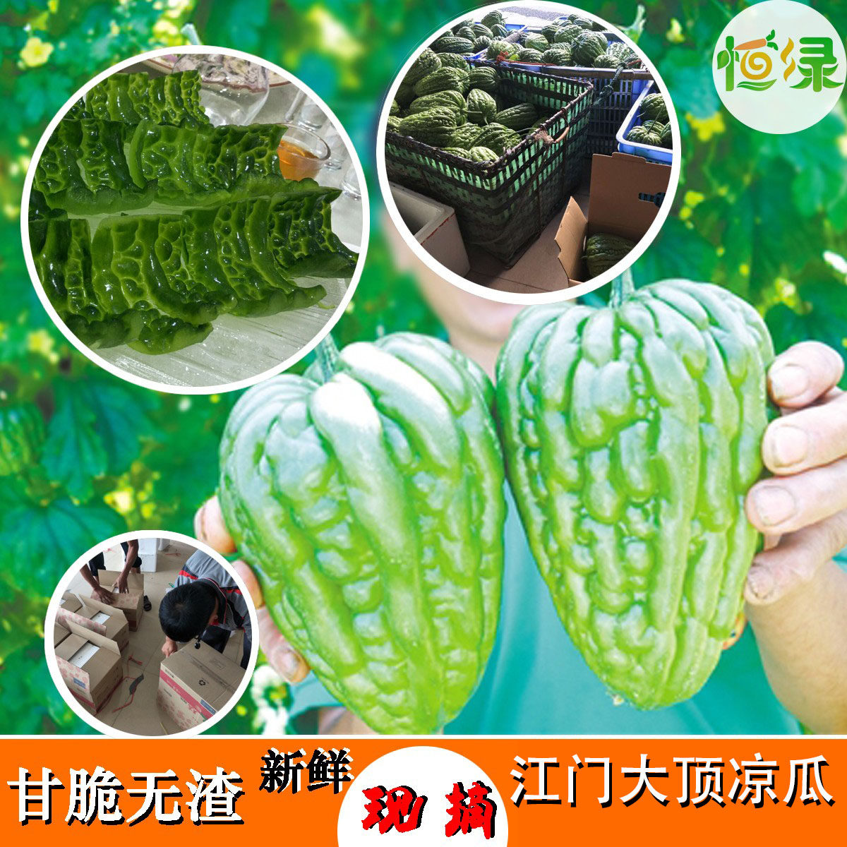 杜阮凉瓜新鲜现摘甘脆大顶苦瓜广东特产特色应季蔬菜无渣1斤顺丰