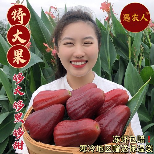 三亚黑金刚莲雾树上熟脆甜多汁