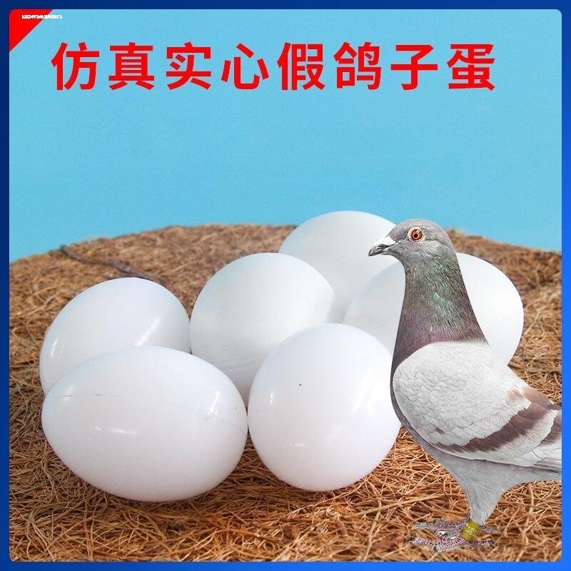 鸽具赛鸽子用品假鸽蛋彷
