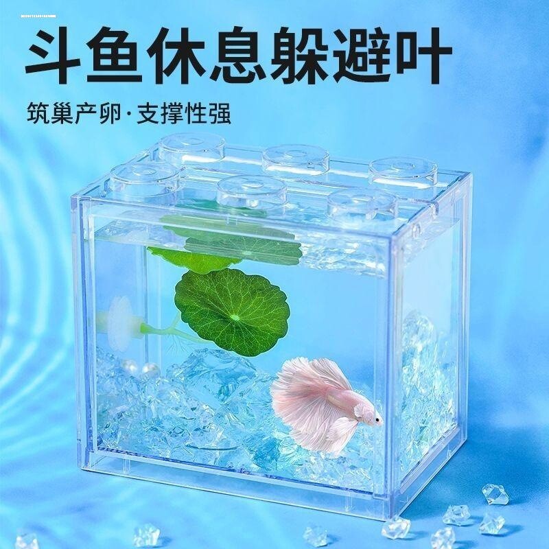 泰国小斗鱼栖休息躲避叶