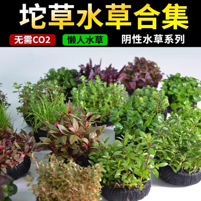 鱼缸造景中后景懒人水下叶水草