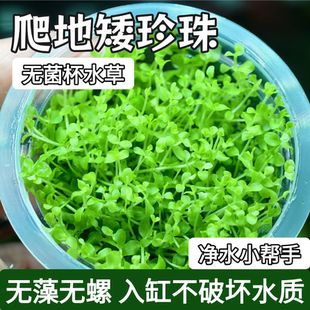 爬地矮珍珠无菌杯水草前景矮珍珠真草鱼缸草造景专用净化水质增氧