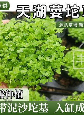 天湖荽前景坨草天胡养鱼鱼缸专用