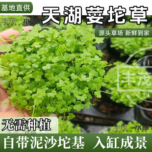 【天湖荽】前景坨草天湖鱼缸专用造景无菌杯增氧水草净化活体草