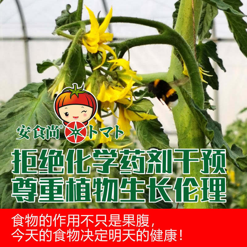 上海本地有机种植自然熟水果番茄沙瓤西红柿婴儿辅食孕妇产妇食品