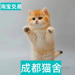 英短蓝猫蓝白幼猫金银渐层宠物乳白猫咪矮脚猫布偶猫缅因美短暹罗