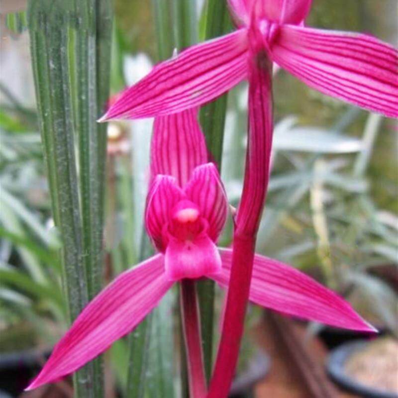 春兰兰花 春剑 都江红素 阳台花卉客厅兰花盆栽 浓香绿植