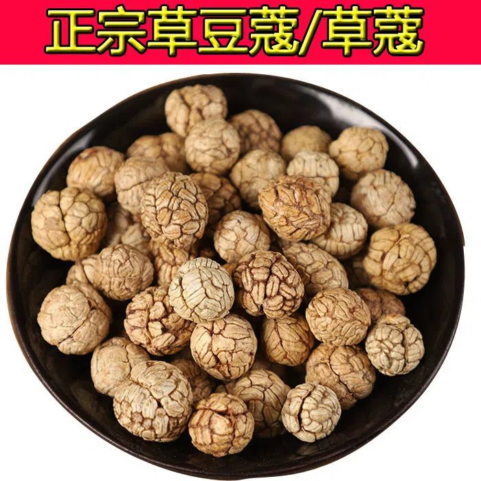 正宗草寇草豆蔻小草寇