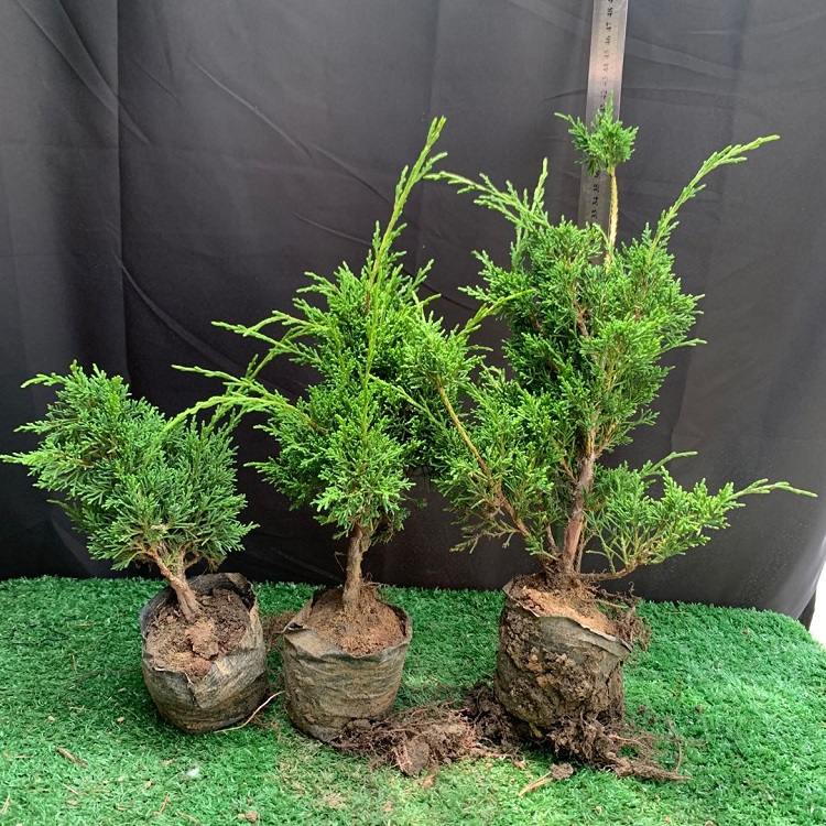 嫁接系鱼川真柏日本济州原生真柏素材苗八房米叶系鱼川树苗盆栽苗