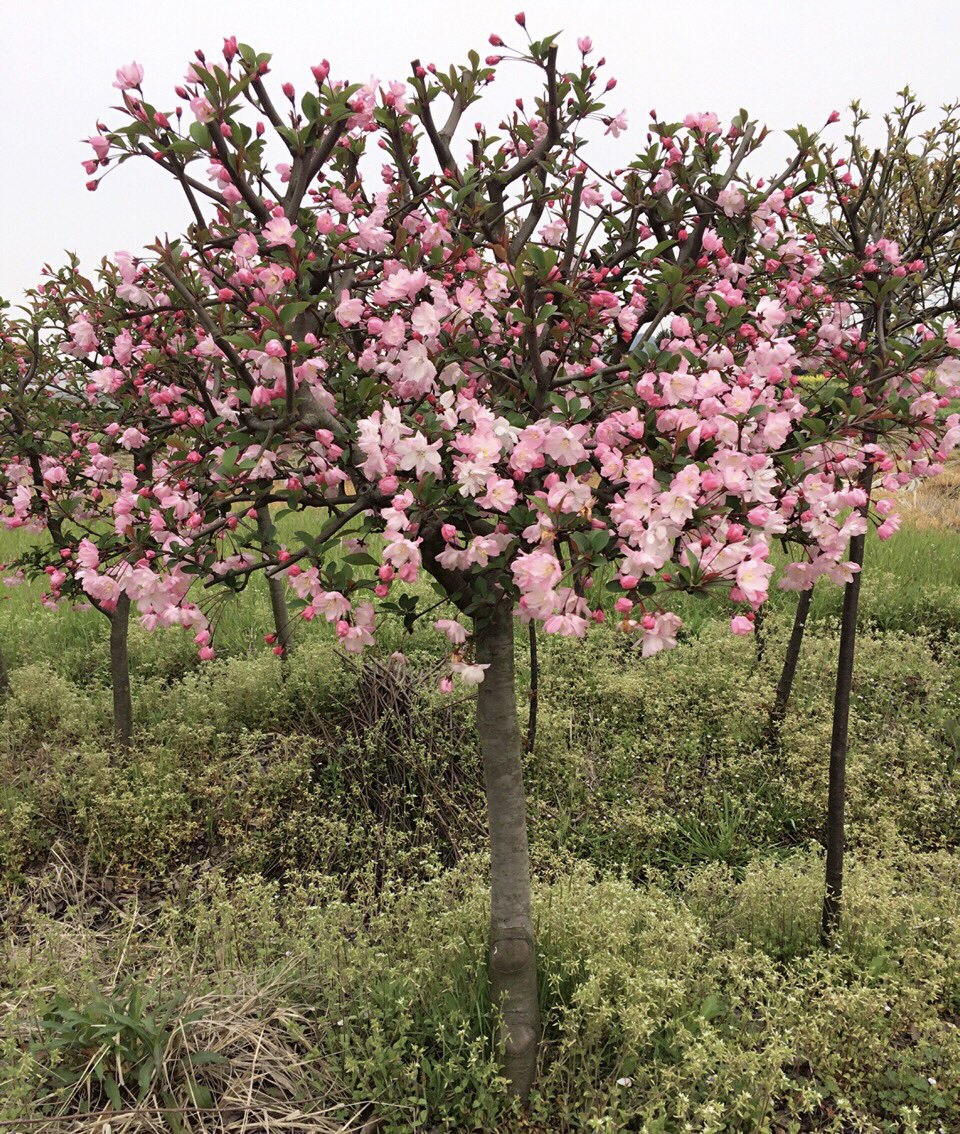 高杆海棠树苗西府海棠垂丝小苗北美海棠花苗别墅庭院大型耐寒风景