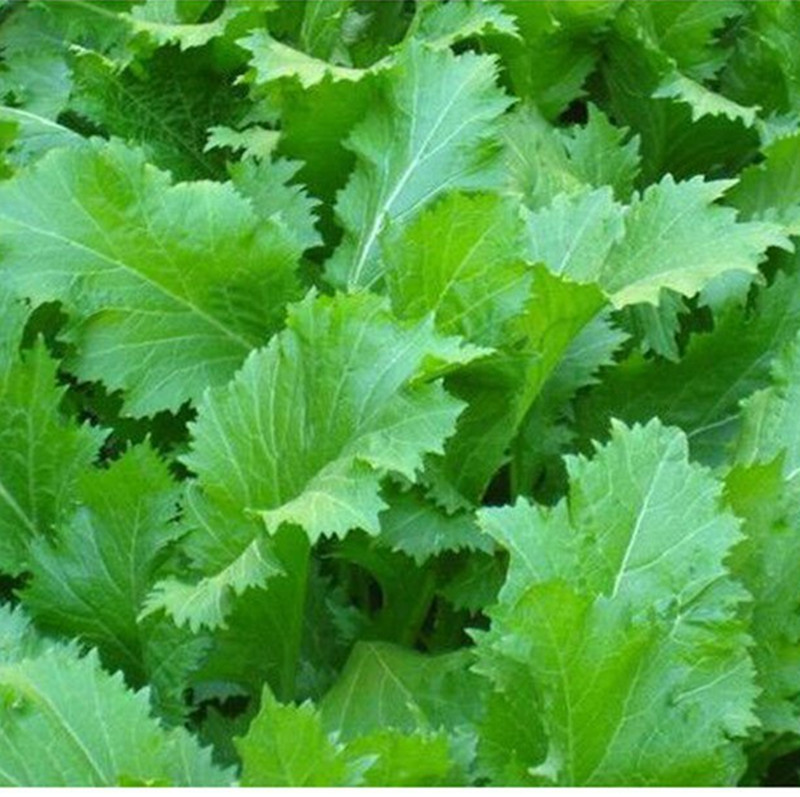 雪里红种子大叶细叶九头鸟雪里蕻阳台盆栽四季蔬菜秋季雪菜种籽孑