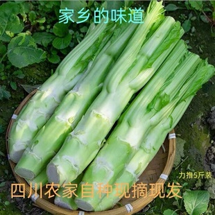 包邮 菜苔青菜青菜生棒菜菜头5斤 农家自种 青菜头 四川新鲜棒棒菜