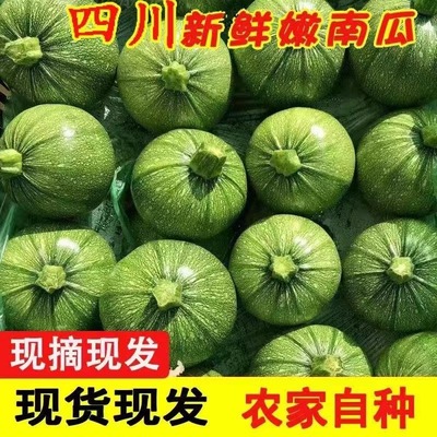 现摘鲜嫩南瓜农家自种应季蔬菜