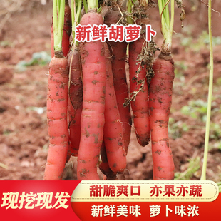 四川老品种胡萝卜新鲜蔬菜甜心红萝卜现挖沙里胡萝卜5斤