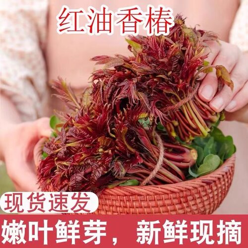 现摘新鲜香椿芽蔬菜露天