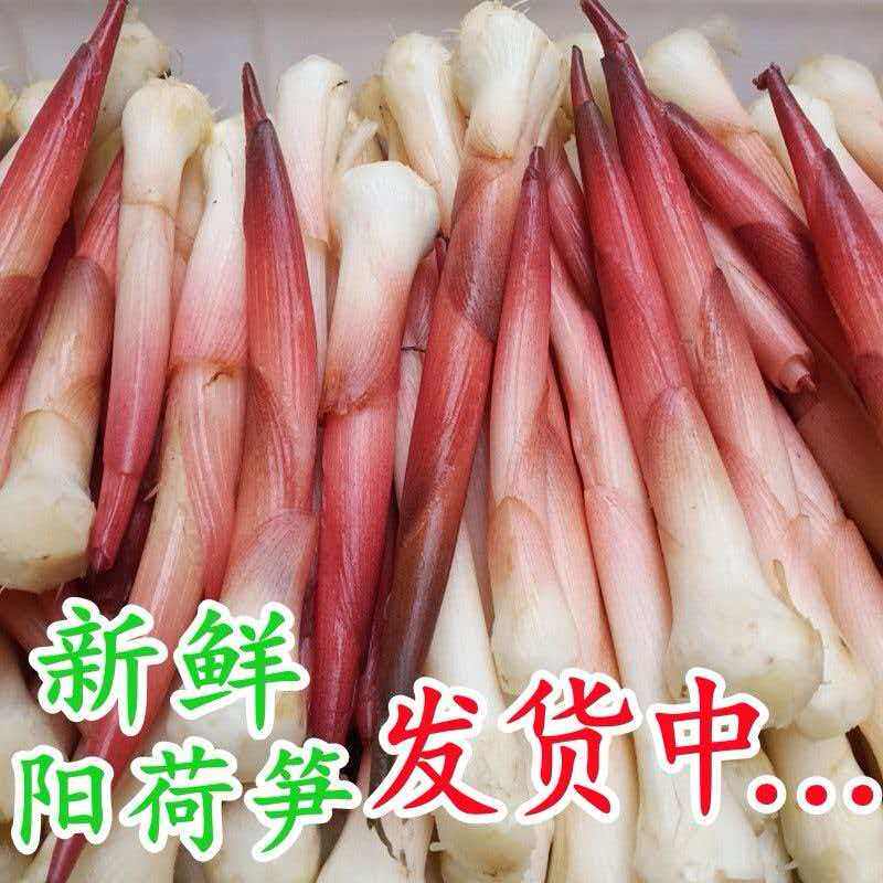 阳荷笋现挖阳荷姜新鲜笋嫩芽阳河蘘姜当季农家蔬菜新鲜洋荷笋