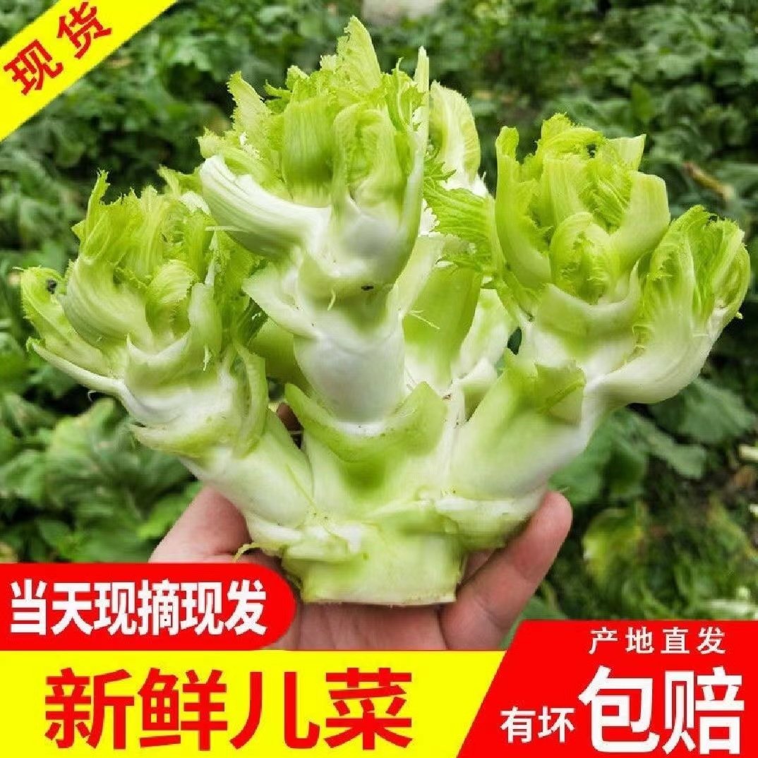 四川当季新鲜儿菜新鲜5斤时令蔬菜农家娃娃菜整颗泡菜9斤包邮,水产肉类/新鲜蔬果/熟食,其它,淘宝优惠券,粉丝福利购,淘宝优惠卷