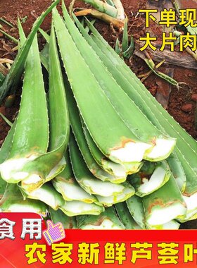 美国库拉索食用美容芦荟补水护肤