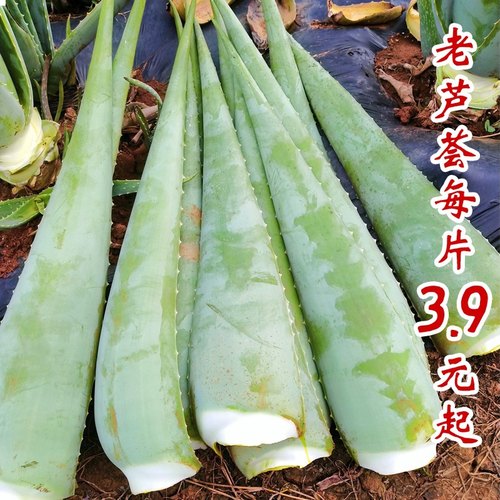 库拉索食用芦荟叶片种植盆栽