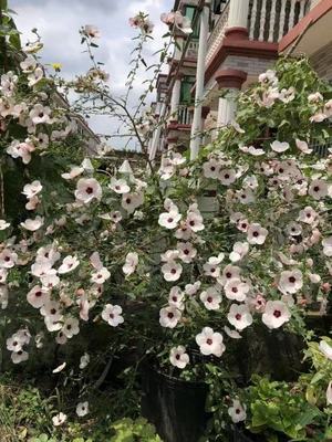 高砂芙蓉葵多年生耐热耐寒戟叶孔雀葵庭院阳台花园灌木花卉盆栽