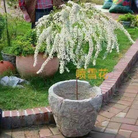 喷雪花雪柳植物花苗盆栽白花多年生花灌木耐寒耐热庭院阳台楼顶