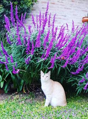鼠尾草合集盆栽樱桃鲑鱼双色水果冰蓝深蓝色音符粉绒紫绒耐寒耐热