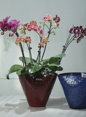 异形蝴蝶兰专用冬青高级感陶瓷花盆蓝色渐变客厅家居北欧简约桌面