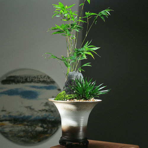 门内竹花盆陶瓷家用客厅侘寂风
