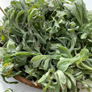 贵州清明菜鼠曲草黄草粑菜野生艾棉青田菜弗耳草绒毛草黔东南特产