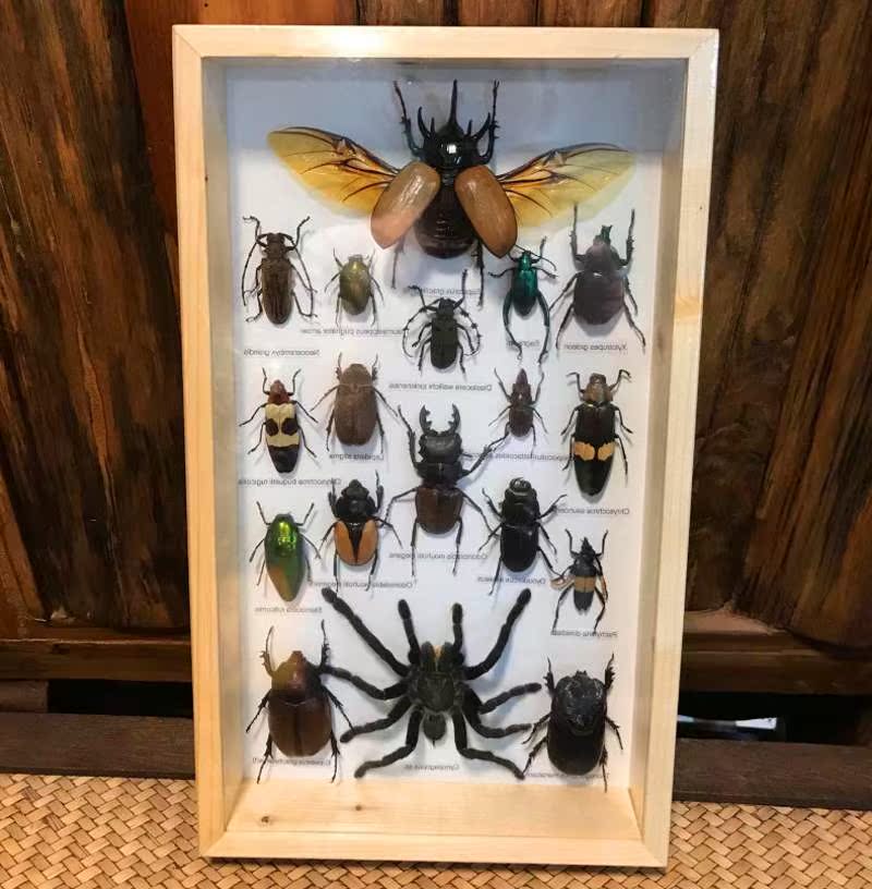 昆虫标本真虫甲虫蝴蝶标本天牛雨林蝎子金龟子娥蜘蛛锹甲叶虫盒装|ruв категории Домашний быт, декоративная живопись, образец типа декоративная живопись - от Buy2taobao.com для оказания профессиональной услуги покупки агента Taobao