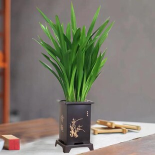 墨兰兰花苗精品大花卉p盆栽室内浓香绿植物金边企黑贺岁兰四季好