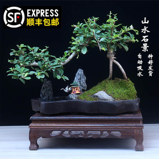 小叶雀舌罗汉松盆景好养树桩造型老桩植物室内绿植迎客松福建茶青