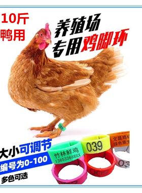土鸡脚环扣鸡脚链鸡鸭脚r套脚圈活扣禽类可定制做佩戴区分圈圈养