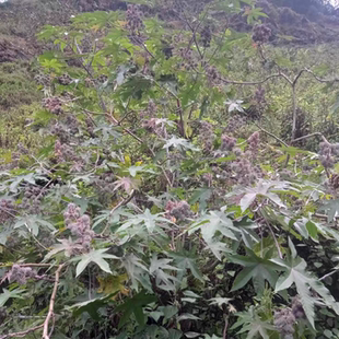 现摘新鲜红蓖麻子叶红杆蓖麻子中草药材红蓖麻杆正品中药材现采