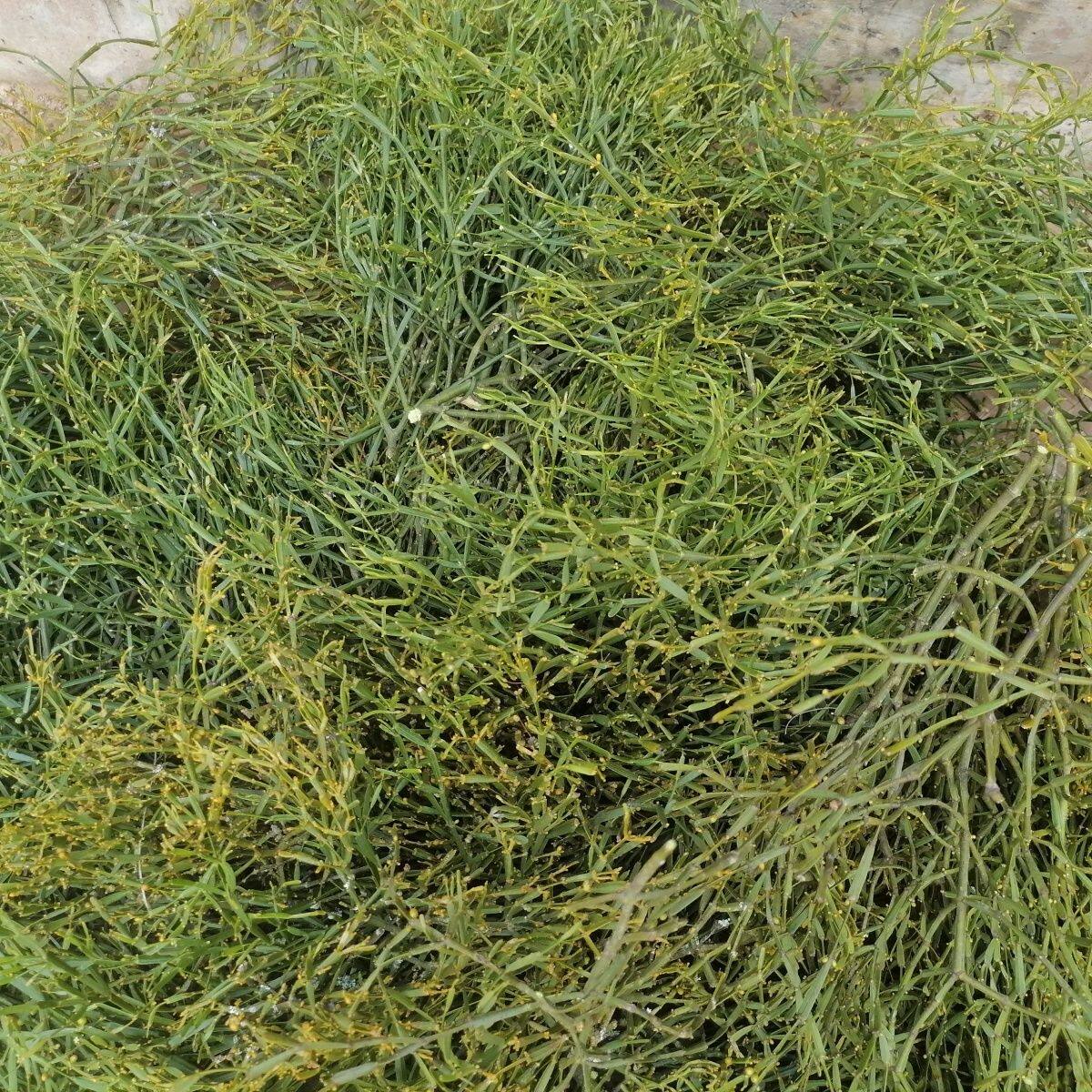 螃蟹脚云南野生螃蟹脚茶 古树寄