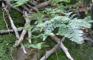 现挖新鲜白毛蛇石蚕石蚕白碎骨圆盖阴石蕨草药石龙根石蚯蚓草石蚕