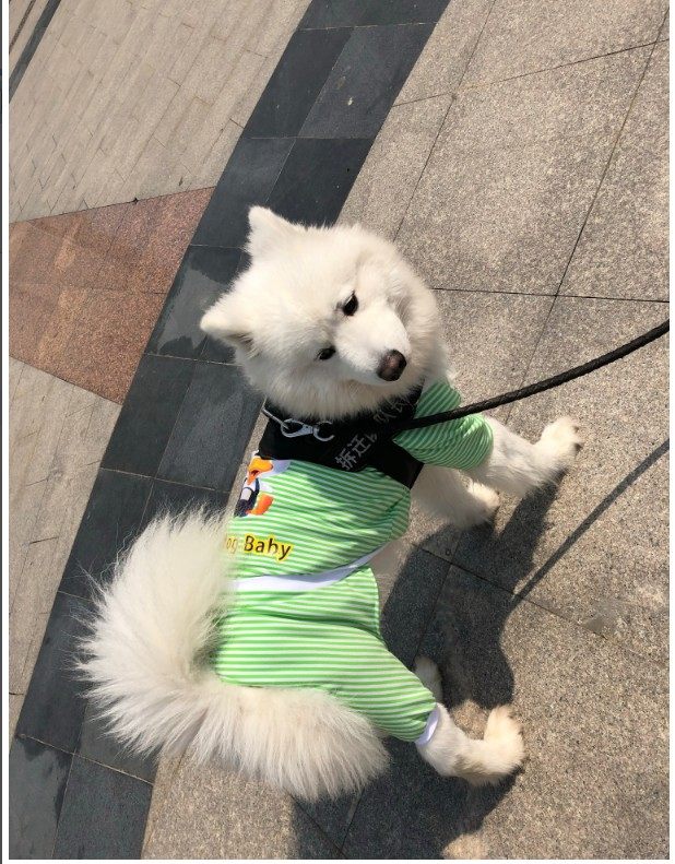 萨摩耶金毛中型薄款条纹狗狗衣服