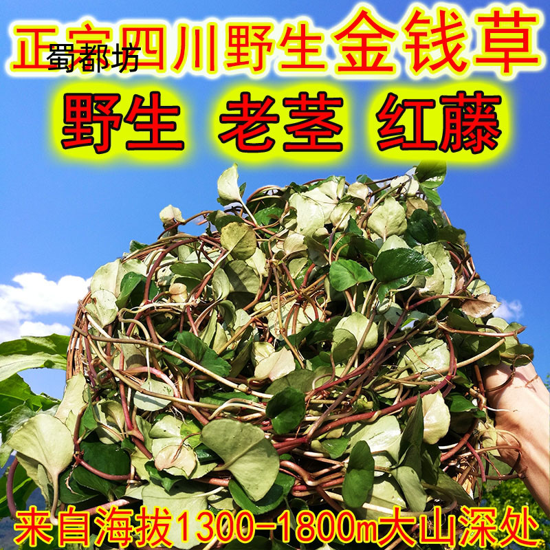 化结石金钱草排石化石碎石排石